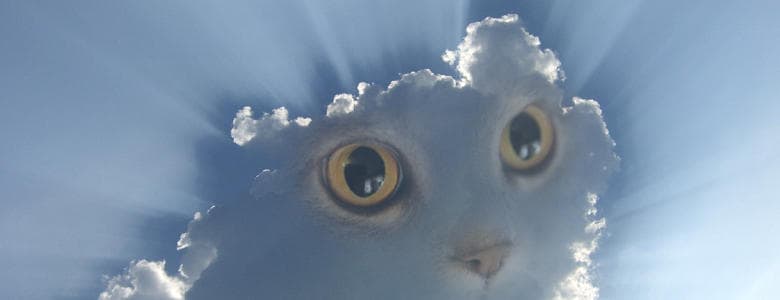 A face of a cat in a cloud on the sky.