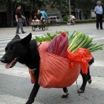 A clever dog carrying shopping and groceries on it's back