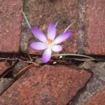 a flower growing between bricks
