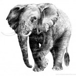 Drawing of an Elephant